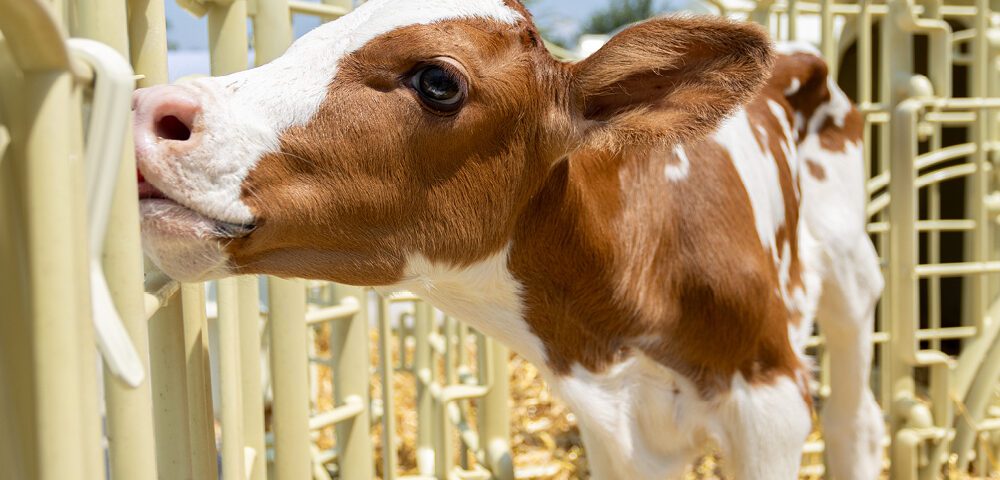 Cuccia per vitellaia con materiali sicuri e riciclabili: scegli Welfare Farm