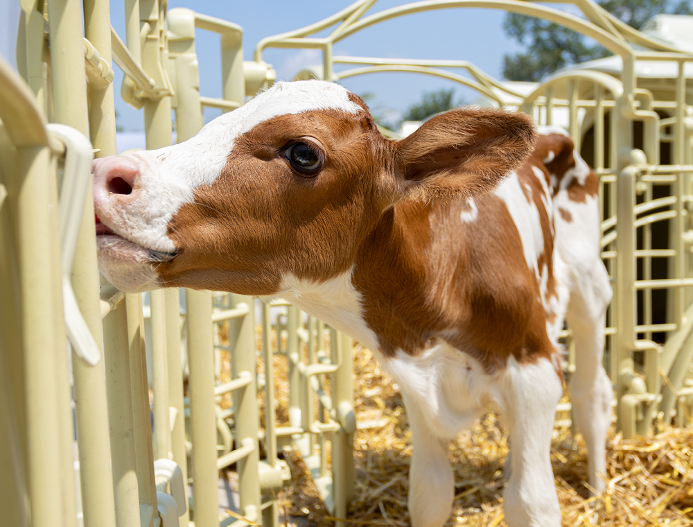 Cuccia per vitellaia con materiali sicuri e riciclabili: scegli Welfare Farm