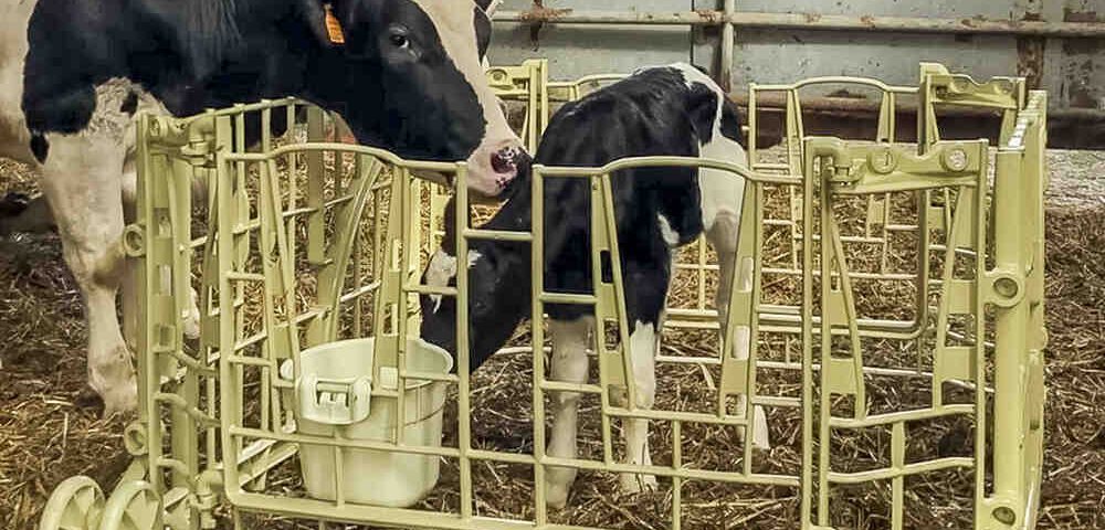 Calf Nest: la nuova frontiera per il contatto naturale tra vacca e vitello