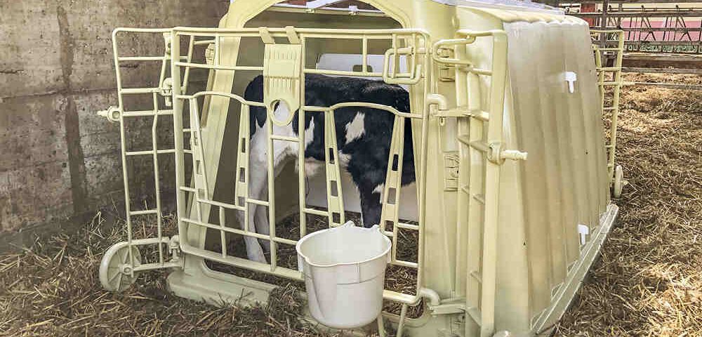 Nursery Box e colostro: come garantire la sicurezza e la crescita del vitello nei primi giorni di vita