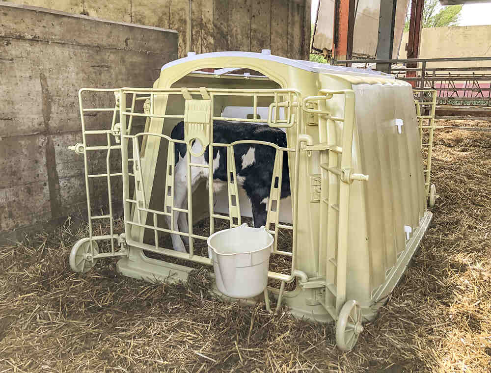 Nursery Box e colostro: come garantire la sicurezza e la crescita del vitello nei primi giorni di vita