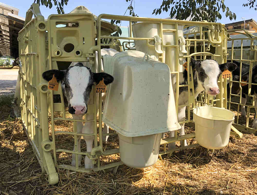 Benefici della socializzazione precoce: cucce per vitelli e la crescita ottimale in stabulazione coppia