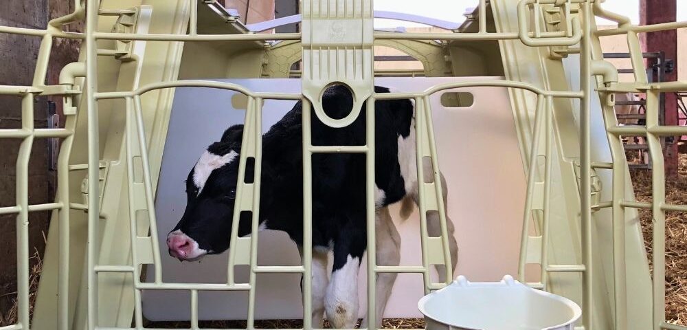 Nursery Box per vitelli: protezione e benessere dei vitelli nei primi giorni di vita