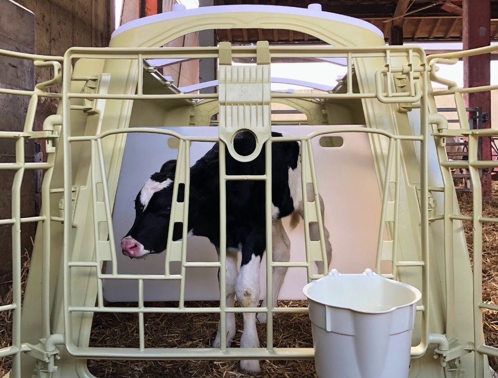 Nursery Box per vitelli: protezione e benessere dei vitelli nei primi giorni di vita