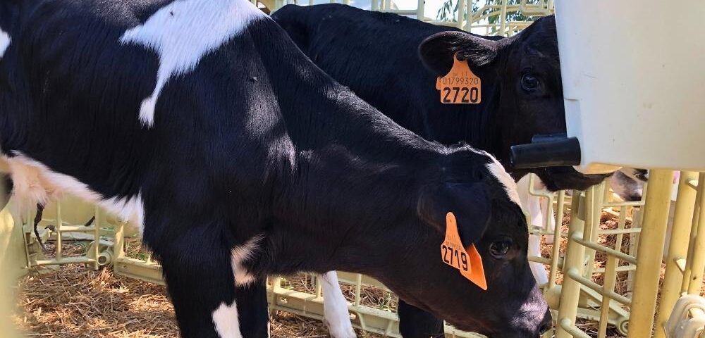 Contributi per il benessere animale: come ottenerli con il supporto di Welfare Farm