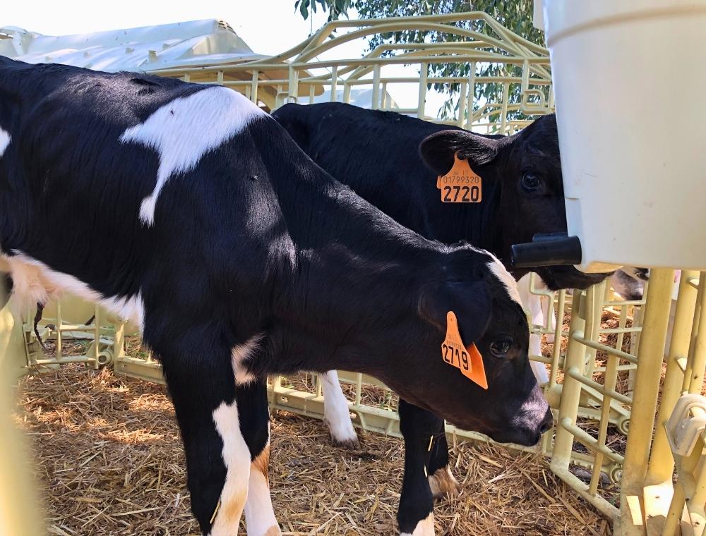 Contributi per il benessere animale: come ottenerli con il supporto di Welfare Farm