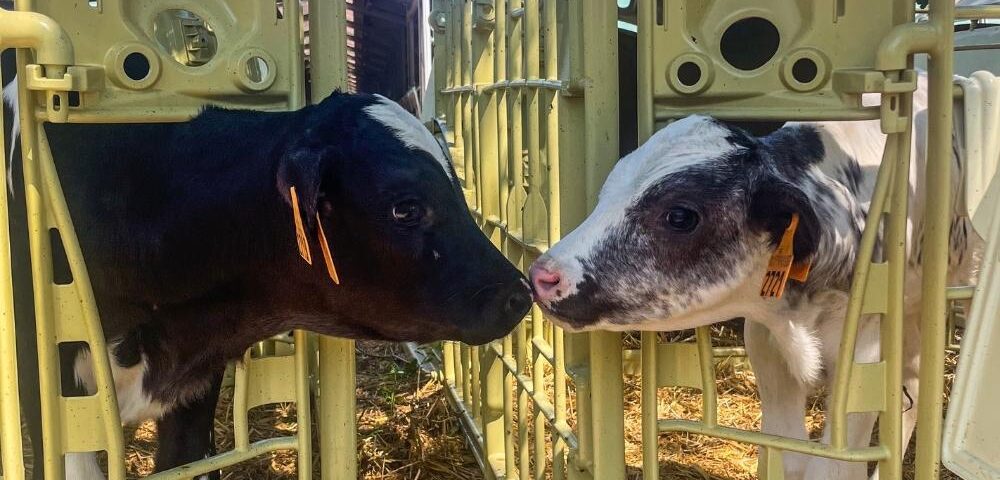 Cucce modulari e stabulazione di coppia: recinti per vitelli collegabili per creare il gruppo