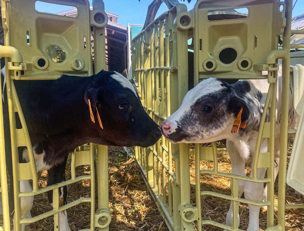 Cucce modulari e stabulazione di coppia: recinti per vitelli collegabili per creare il gruppo