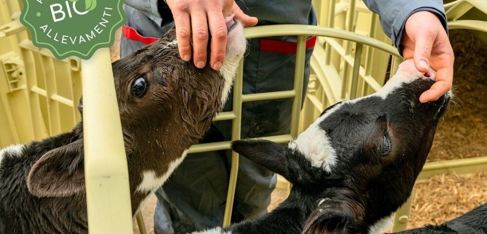 Normativa BIO 2025: come gli allevatori possono adeguarsi con Welfare Farm