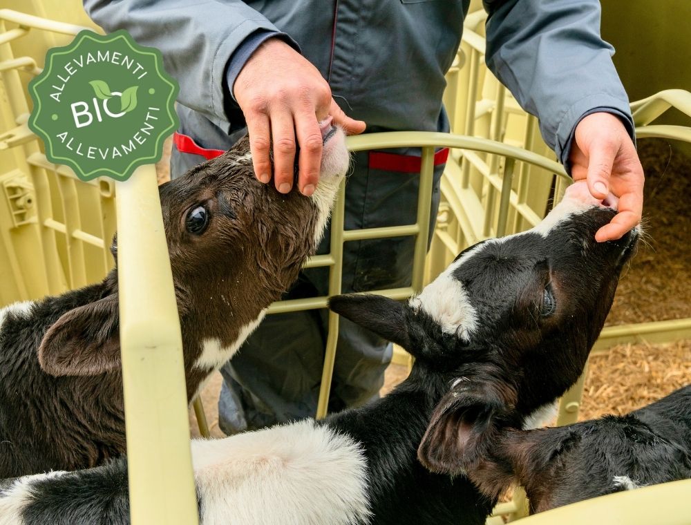 Normativa BIO 2025: come gli allevatori possono adeguarsi con Welfare Farm