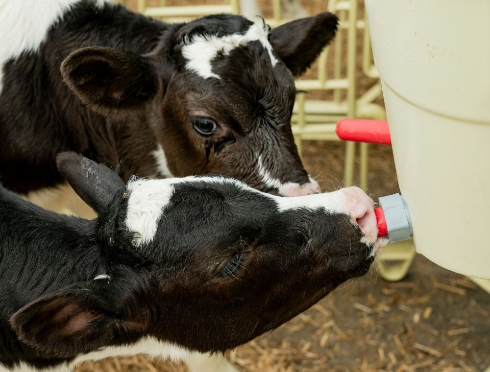Stabulazione di coppia “Milk&Milk”: alimentazione e socializzazione per i vitelli