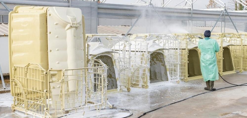 Guida alla scelta della cuccia per vitelli: igiene, montaggio e durata nel tempo