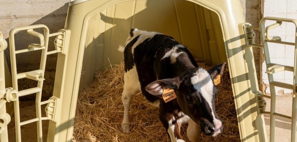 Senza tetto sotto tetto: monitoraggio e ventilazione per il benessere dei vitelli