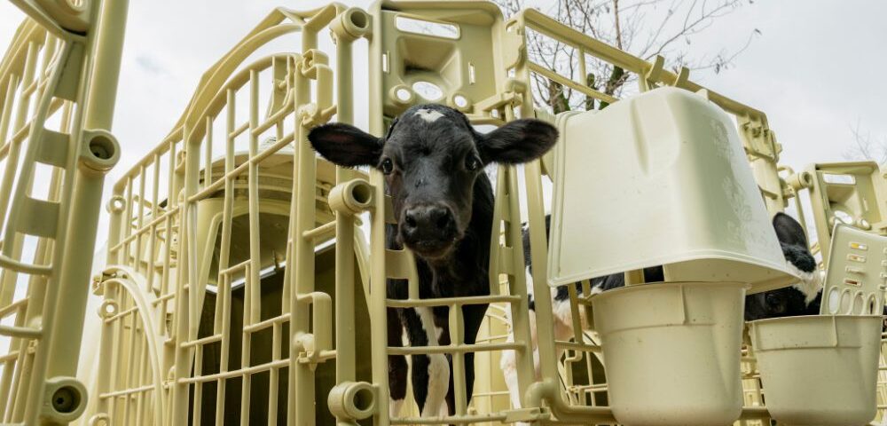 10 anni di garanzia: cosa rende il tecnopolimero Welfare Farm un materiale unico