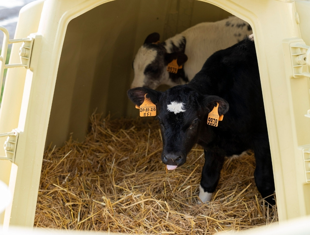 Benessere del vitello in inverno: perché le strutture contano più della temperatura