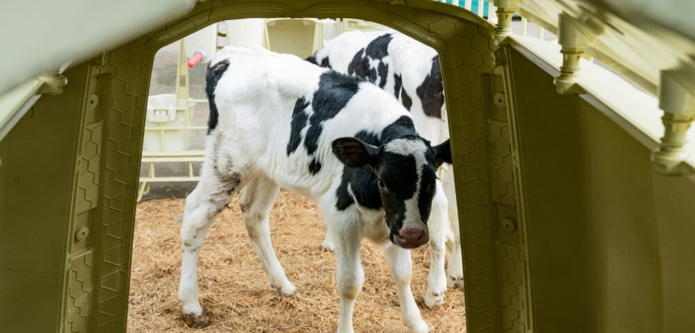 Igiene, ventilazione e salute del vitello: come le strutture riducono le patologie nei primi mesi