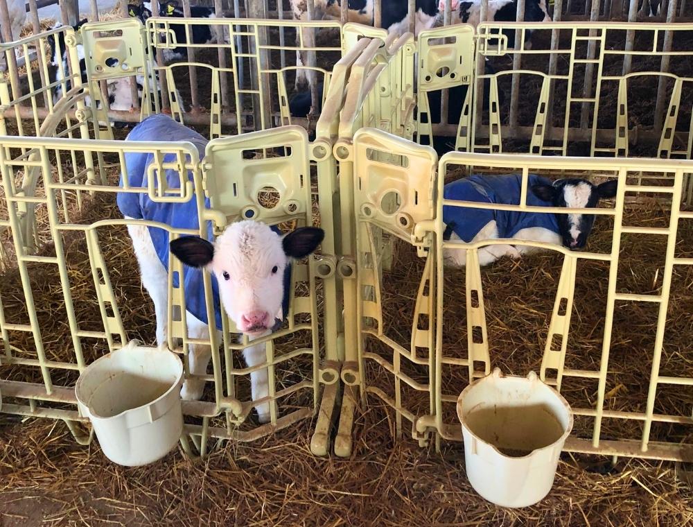 Svezzamento del vitello in primavera: perché i ranch da interno favoriscono crescita, benessere e socializzazione