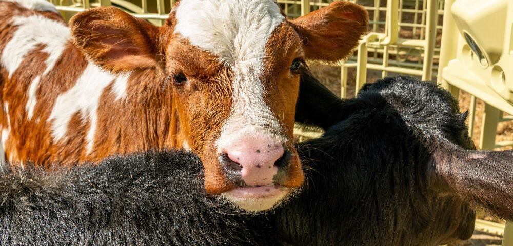 Cos’è la BRD nei vitelli e come i ranch da interno migliorano microclima e prevenzione respiratoria