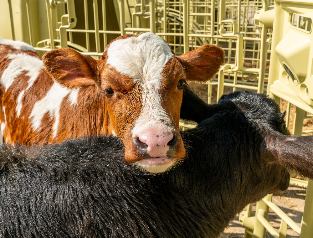 Cos’è la BRD nei vitelli e come i ranch da interno migliorano microclima e prevenzione respiratoria